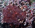 Red Algae Phylum: Rhodophyta