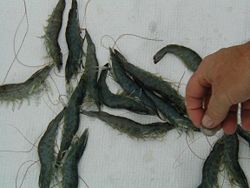 Shrimp2.jpg