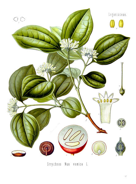 File:Strychnos Nux vomica.jpg