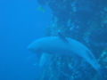 White-tip Reef Shark