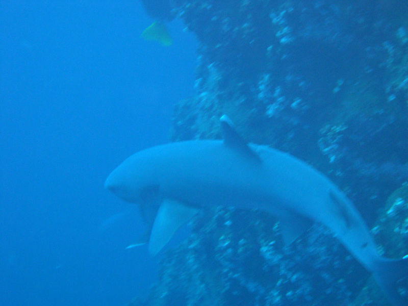 File:White Tip Reef Shark.jpg