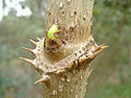 Thumbnail for version as of 04:49, 19 May 2010