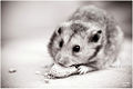 Thumbnail for version as of 05:06, 13 March 2008