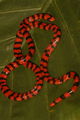 False coral snake (Anilius scytale) Family: Aniliidae