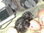 Black baby chick.jpg