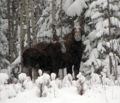 Moose in the snow