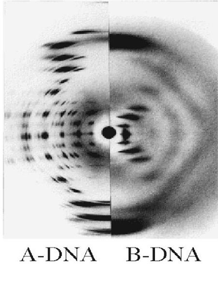 File:DNA Rosalind Franklin.jpg