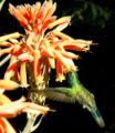 Thumbnail for version as of 07:36, 29 January 2007