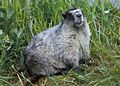 Hoary Marmot (Marmota caligata) Family: Sciuridae