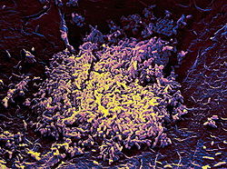 Prokaryotes.jpg