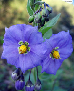 Purple nightshade.jpg