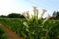 Thumbnail for version as of 01:21, 1 December 2007