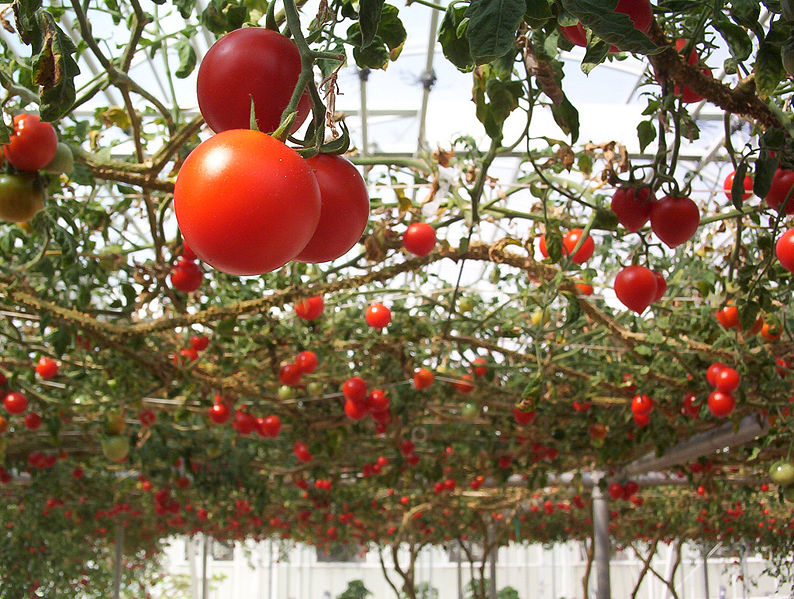 File:Tomato7.jpg