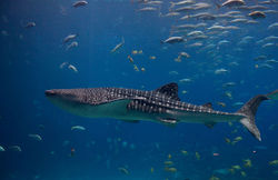 Whaleshark2.jpg