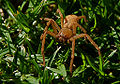 Delena Huntsman Spider (Delena cancarides) Genus: Delena Species: Cancarides