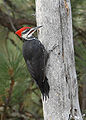 Pileated Woodpecker