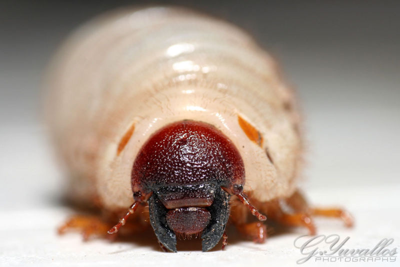 File:BeetleMealworm.jpg