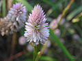 Thumbnail for version as of 04:44, 4 May 2012