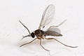 Thumbnail for version as of 05:07, 1 December 2009
