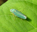 Blue-green Sharpshooter (Hordnia atropunctata) Superfamily: Cicadoidea Family: Cicadellidae