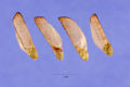 Virginia Pine cone Seeds