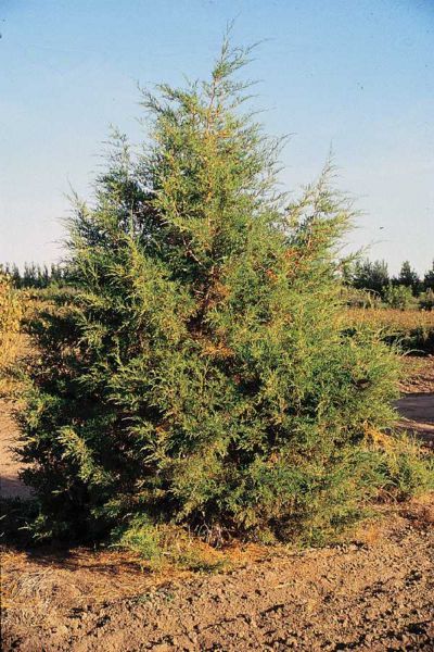 File:Rocky Mountain Juniper.jpg