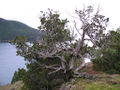 Rocky Mountain Juniper (Juniperus scopulorum)