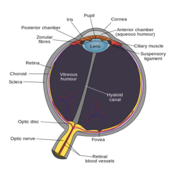 Schematic diagram of the human eye en svg.png