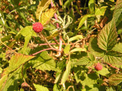 Wild rapsberries.jpg