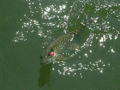 A-Benn took this picture of this chain pickerel