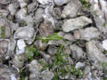 Thumbnail for version as of 21:49, 2 October 2006