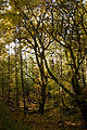 Thumbnail for version as of 22:51, 16 May 2010