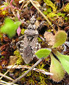 Assassin Bug (Cornanus griseus) Genus:Cornaus