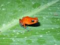 Strawberry Poison-dart Frog Oophaga pumilio Genus: Oophaga
