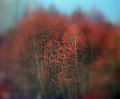 Red Alder (Alnus rubra)