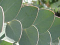 Silver Dollar (E. Cordata)
