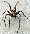 Thumbnail for version as of 02:33, 6 March 2009