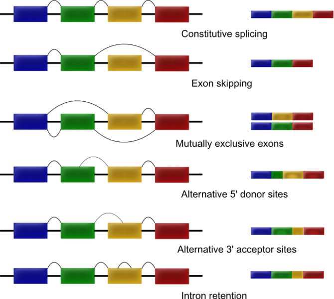 File:Alternative splicing.png