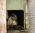 Brown Spider Monkey (Ateles hybridus)