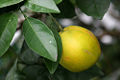 Sweet Orange (Citrus sinensis)