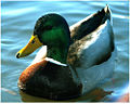 Mallard Duck (Anas Platyrhynchos)