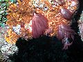 Thumbnail for version as of 04:09, 3 March 2009