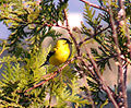 American Goldfinch (C. tristis)