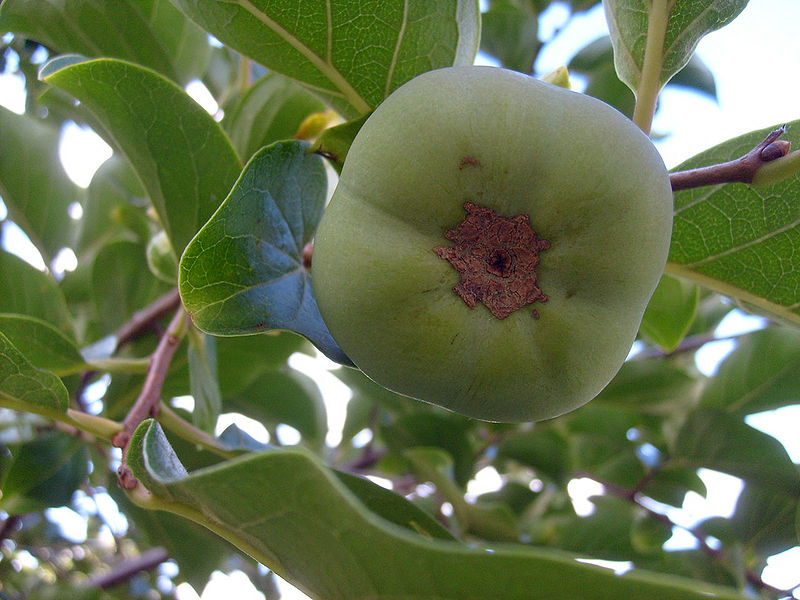 File:Persimmon anatomy.jpg