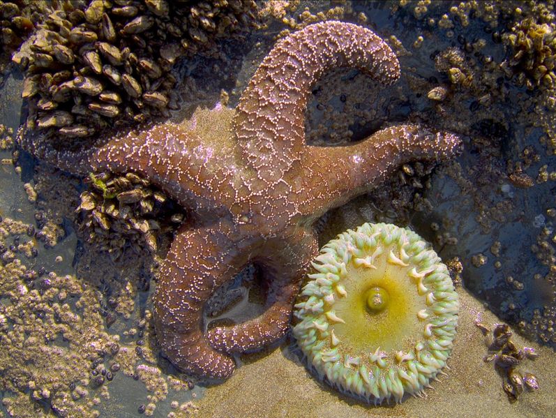 File:Sea Star and Anemone.jpg