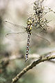 Thumbnail for version as of 03:56, 3 December 2010
