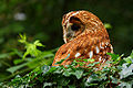 Tawny Owl (Strix aluco)