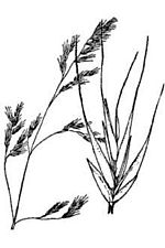 Western fescue 2.jpg