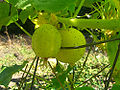 lemon cucumber (Cucumis sativus)