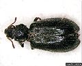 tooth-necked fungus beetle (Laricobius nigrinus) Genus: Laricobius